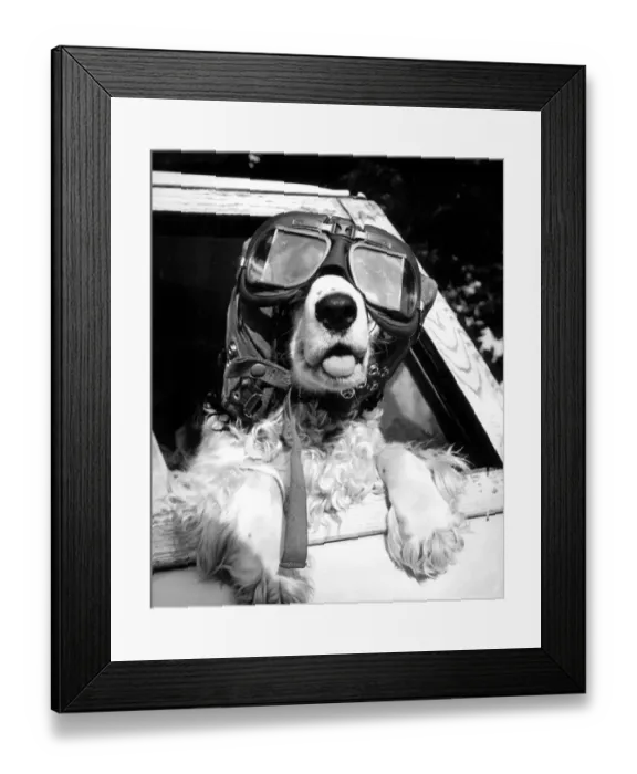 Framed Print : Whenever she went out in the car Mischief a three year old spaniel owned by Trisha Framed Print : Whenever she went out in the car Mischief a three year old spaniel owned by Trisha