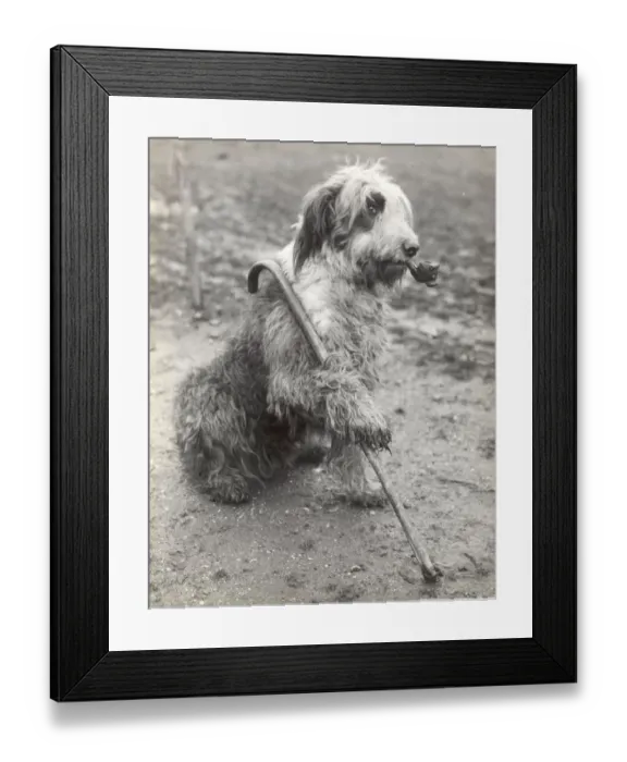 Framed Print : Mr Groombridges Sheepdog 1936 The Old Soldier on Guard - with pipe and stick Framed Print : Mr Groombridges Sheepdog 1936 The Old Soldier on Guard - with pipe and stick