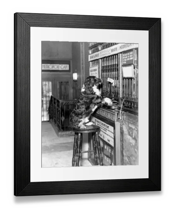 Framed Print : Henry Woggins, the pet dog of Mrs Fraser Simpson, author of Footsteps in the Night Framed Print : Henry Woggins, the pet dog of Mrs Fraser Simpson, author of Footsteps in the Night