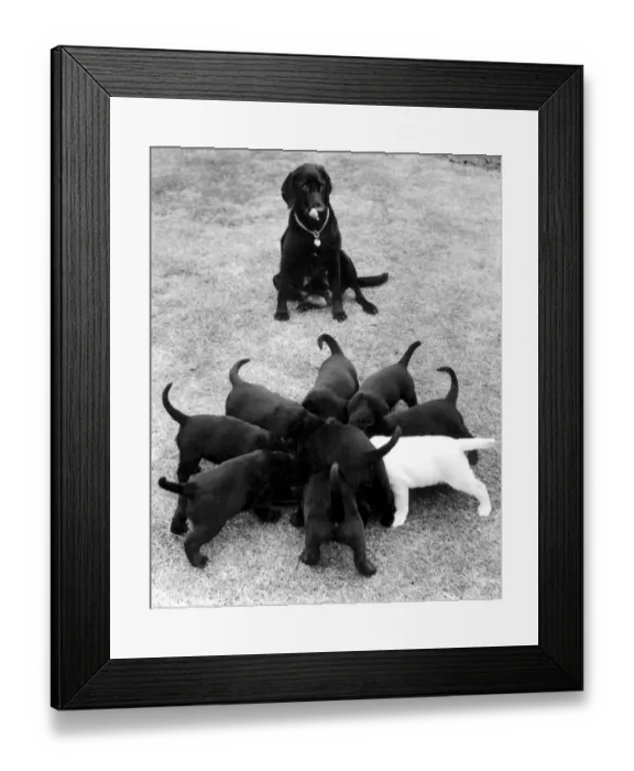 Framed Print : Black Labrador puppies tucking in to something tasty with their mother watching patiently Framed Print : Black Labrador puppies tucking in to something tasty with their mother watching patiently