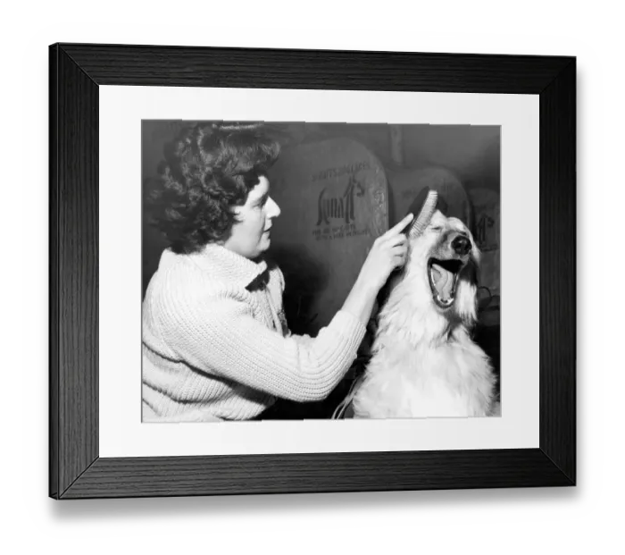 Framed Print : Xanadu of Carloway an Afghan Hound Dog being groomed by owner Mrs G Taylor of Esher