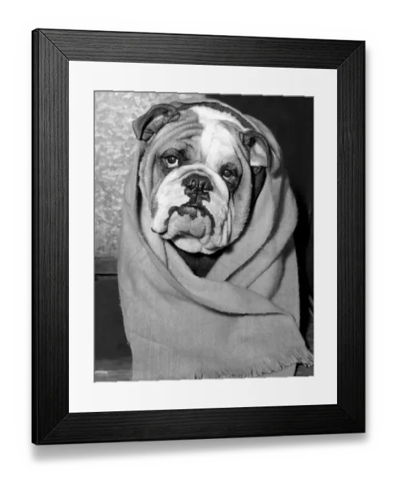 Framed Print : The Ladies Kennel Association are holding their annual Show at Olympia in London today Framed Print : The Ladies Kennel Association are holding their annual Show at Olympia in London today
