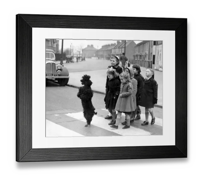 Framed Print : Skippy the poodle has remarkable road safety sense and escorts her charges across Framed Print : Skippy the poodle has remarkable road safety sense and escorts her charges across