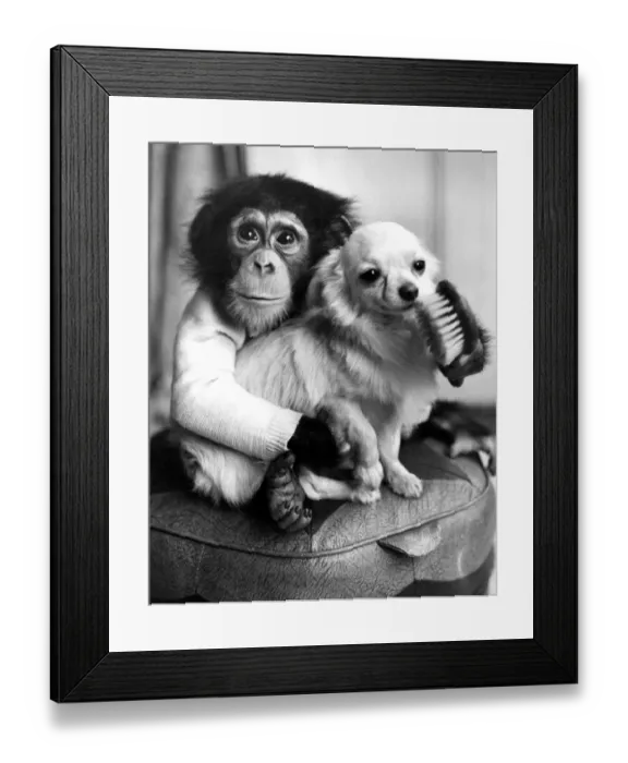 Framed Print : Ten-month old chimpanzee Casey caught playing court to Caesar, a champion Chihuahua Framed Print : Ten-month old chimpanzee Casey caught playing court to Caesar, a champion Chihuahua