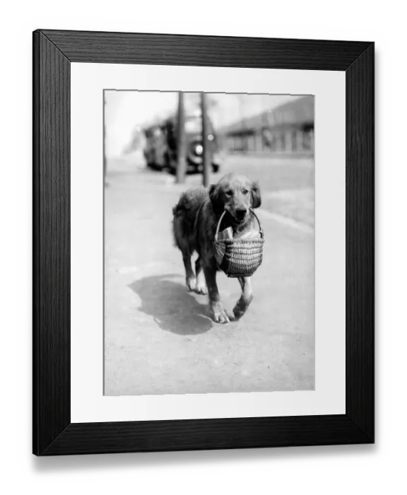 Framed Print : SANDY, an 18 month old Golden Retriever, is placidly homeward bound as he is photographed Framed Print : SANDY, an 18 month old Golden Retriever, is placidly homeward bound as he is photographed