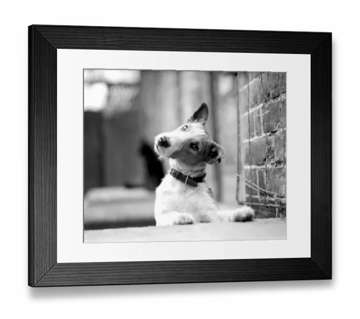 Framed Print : Fox terrier, Jock, looks wistful. 1945 Framed Print : Fox terrier, Jock, looks wistful. 1945