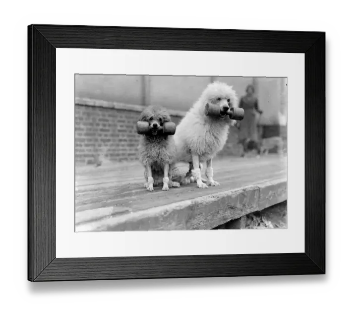 Framed Print : Funny weightlifting poodles! The Associated Sheep, Police and Army Dog Society s Framed Print : Funny weightlifting poodles! The Associated Sheep, Police and Army Dog Society s