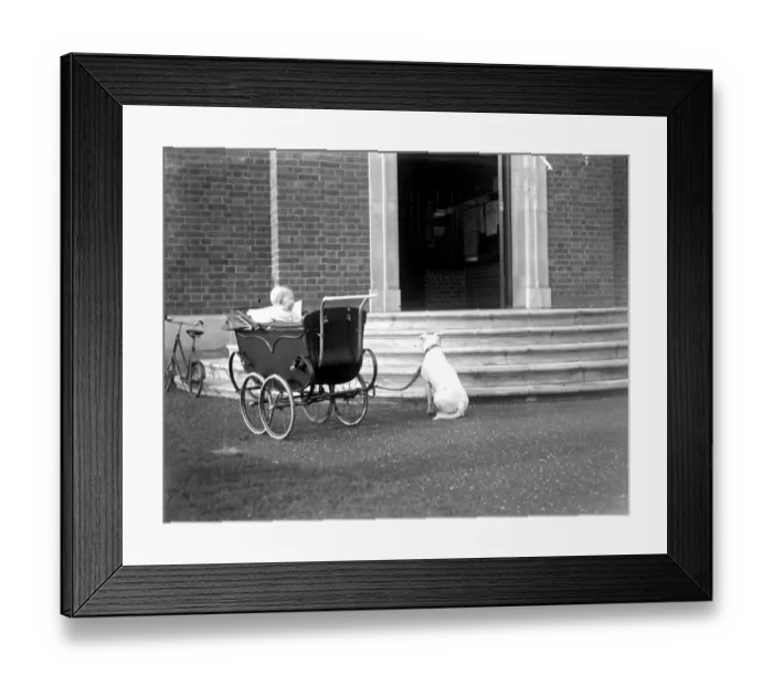 Framed Print : Dog and Pram 1934