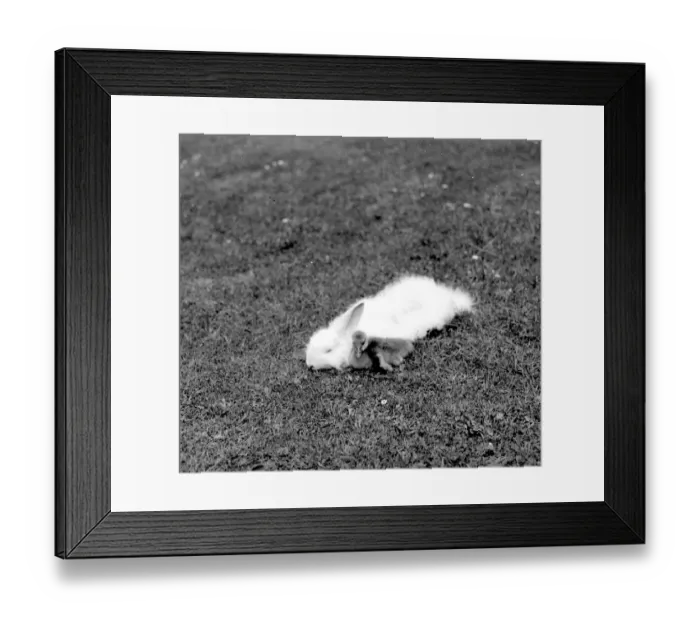 Framed Print : Duckling and Rabbit. 1934 Framed Print : Duckling and Rabbit. 1934