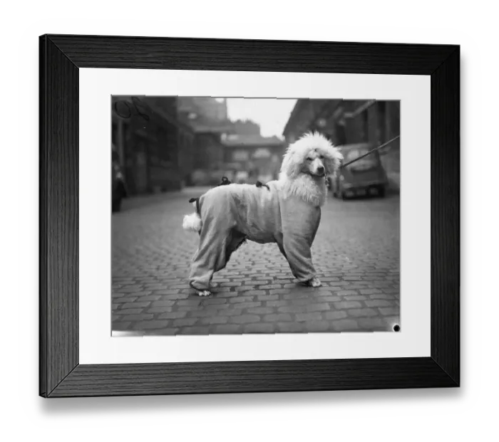 Framed Print : A snappy siren suit is worn for the English Shetland sheepdog club and poodle club s Framed Print : A snappy siren suit is worn for the English Shetland sheepdog club and poodle club s