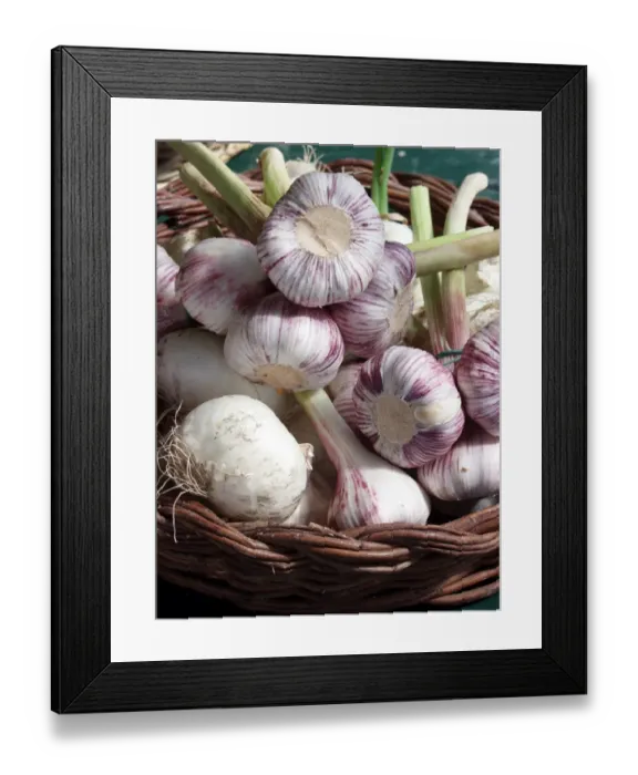 Framed Print : Basket of young whole fresh garlic showing freshly cut stems. Bougnt in Naples, Italy