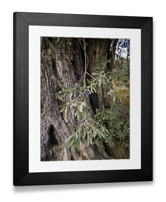 Framed Print : Olives growing on old olive trees in southern Cyprus credit: Marie-Louise Avery Framed Print : Olives growing on old olive trees in southern Cyprus credit: Marie-Louise Avery
