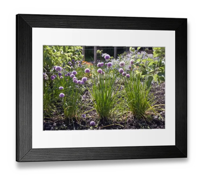 Framed Print : Chive plants in flower around edge of herb garden. credit: Marie-Louise Avery  / 
