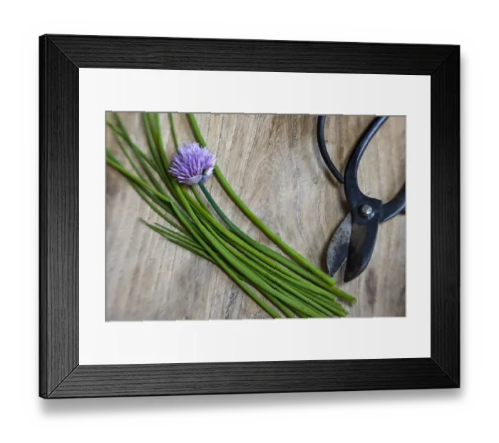Framed Print : Cut chives on wooden surface with Japanese scissors credit: Marie-Louise Avery Framed Print : Cut chives on wooden surface with Japanese scissors credit: Marie-Louise Avery