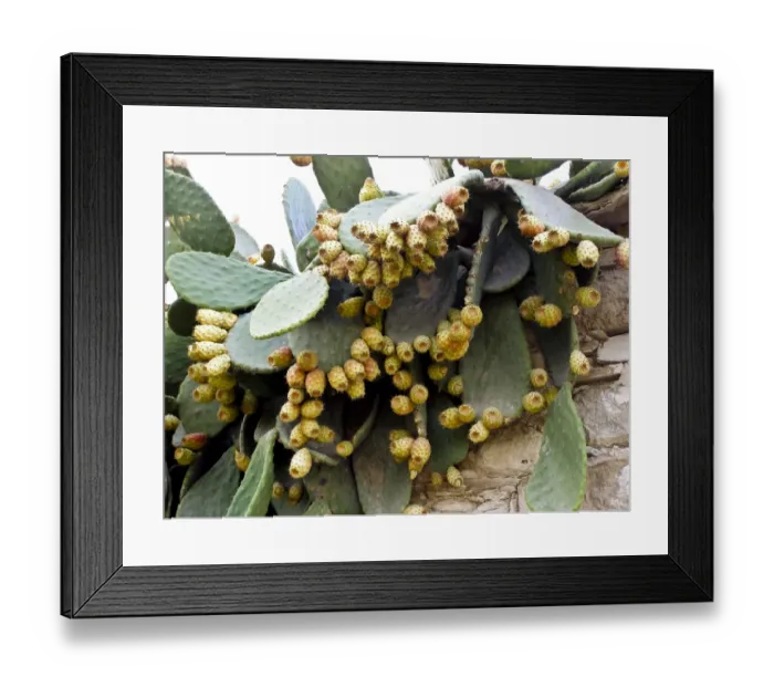 Framed Print : Prickly pear plant with profusion of fruit credit: Marie-Louise Avery  /  thePictureKitchen