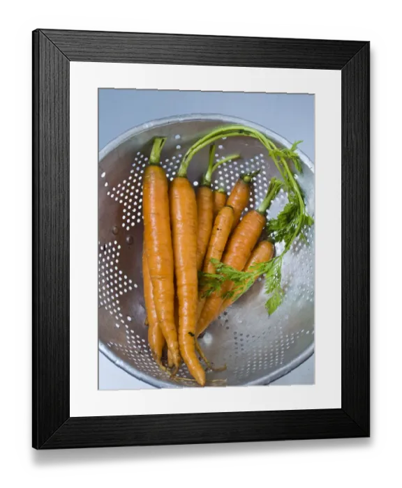 Framed Print : Bunch of fresh young carrots with tops, draining in old aluminium colander credit Framed Print : Bunch of fresh young carrots with tops, draining in old aluminium colander credit