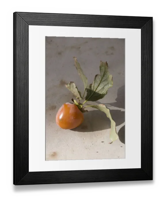 Framed Print : Persimmons freshly picked from the tree in southern Cyprus. credit: Marie-Louise Framed Print : Persimmons freshly picked from the tree in southern Cyprus. credit: Marie-Louise