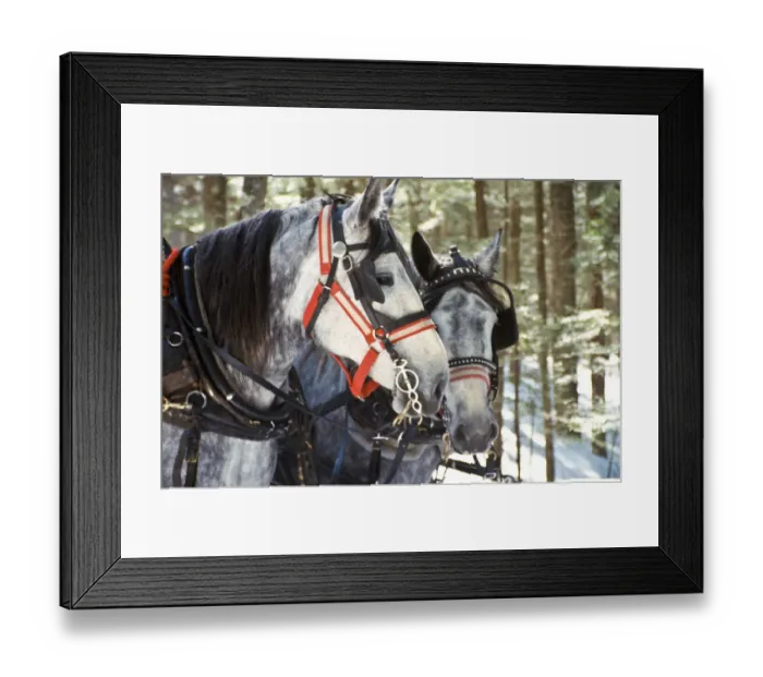 Framed Print : A pair of grey horses drawing a sleigh for a tourist sleigh ride in the snow in Peru Framed Print : A pair of grey horses drawing a sleigh for a tourist sleigh ride in the snow in Peru