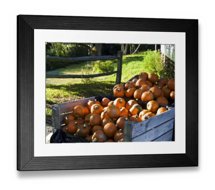 Framed Print : Large pile of pumpkins for sale outside country farm shop for hallowe en credit