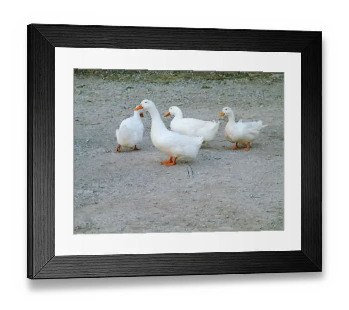 Framed Print : credit: Marie-Louise Avery / thePictureKitchen / TopFoto Framed Print : credit: Marie-Louise Avery / thePictureKitchen / TopFoto