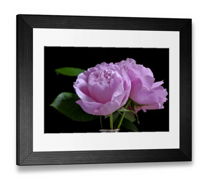 Framed Print : Pink garden rose against dark background indoors in silver vase credit: Marie-Louise Framed Print : Pink garden rose against dark background indoors in silver vase credit: Marie-Louise