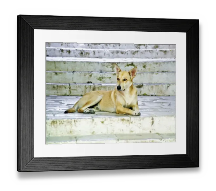 Framed Print : Beautiful pale dog on old stone steps, Symi Greece credit: Marie-Louise Avery / Framed Print : Beautiful pale dog on old stone steps, Symi Greece credit: Marie-Louise Avery /