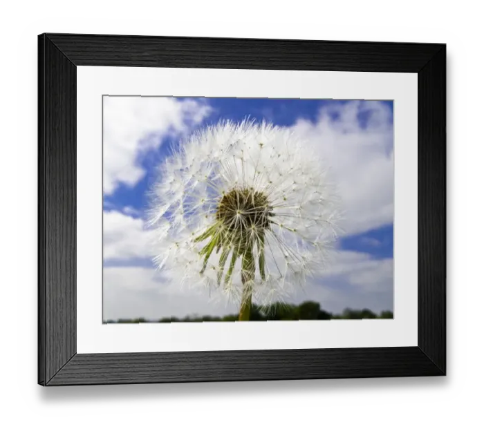 Framed Print : Dandelion seedhead (clock) against cloudy blue sky credit: Marie-Louise Avery  / 