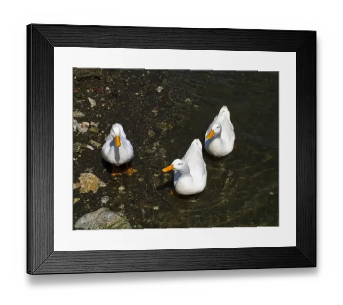 Framed Print : Three white ducks at waters edge. Selimiye, on the southern coast of Anatolia, Turkey