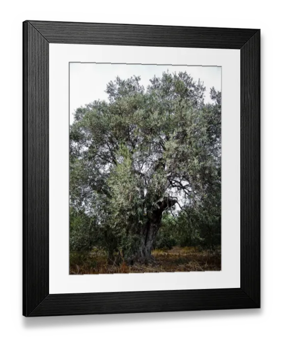 Framed Print : Olive trees growing in southern Cyprus credit: Marie-Louise Avery / thePictureKitchen Framed Print : Olive trees growing in southern Cyprus credit: Marie-Louise Avery / thePictureKitchen