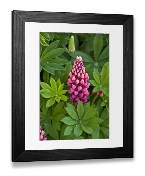 Framed Print : Deep pink lupins in herbaceous border showing water droplets on leaves credit Framed Print : Deep pink lupins in herbaceous border showing water droplets on leaves credit