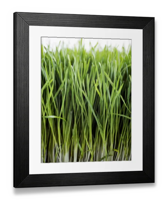 Framed Print : Close up of growing wheatgrass credit: Marie-Louise Avery / thePictureKitchen / TopFoto Framed Print : Close up of growing wheatgrass credit: Marie-Louise Avery / thePictureKitchen / TopFoto