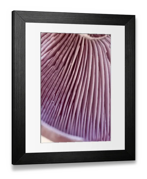 Framed Print : Detail of wood blewit (lepista nuda) showing gills. credit: Marie-Louise Avery Framed Print : Detail of wood blewit (lepista nuda) showing gills. credit: Marie-Louise Avery