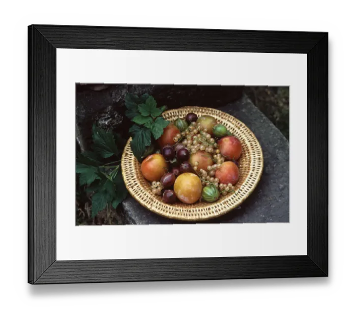 Framed Print : Basket of berries and stonefruits on old step outdoors. credit: Marie-Louise Avery Framed Print : Basket of berries and stonefruits on old step outdoors. credit: Marie-Louise Avery