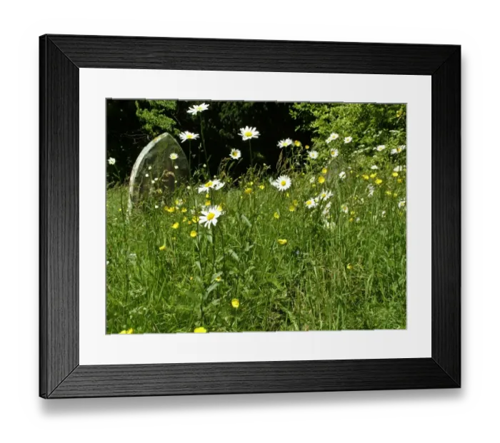 Framed Print : Daisies and buttercups in long grass in churchyard. Sussex, England UK credit
