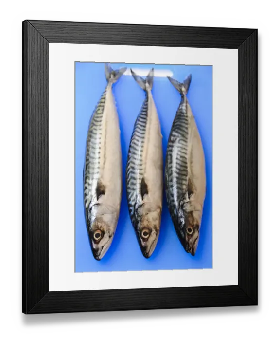 Framed Print : Three fresh whole mackerel on blue fish chopping board credit: Marie-Louise Avery Framed Print : Three fresh whole mackerel on blue fish chopping board credit: Marie-Louise Avery