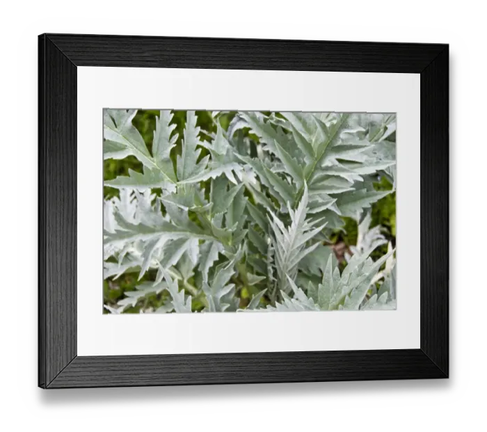 Framed Print : Large healthy, decorative leaves of globe artichoke plant credit: Marie-Louise Framed Print : Large healthy, decorative leaves of globe artichoke plant credit: Marie-Louise
