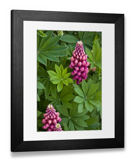 Framed Print : Deep pink lupins in herbaceous border showing water droplets on leaves credit Framed Print : Deep pink lupins in herbaceous border showing water droplets on leaves credit