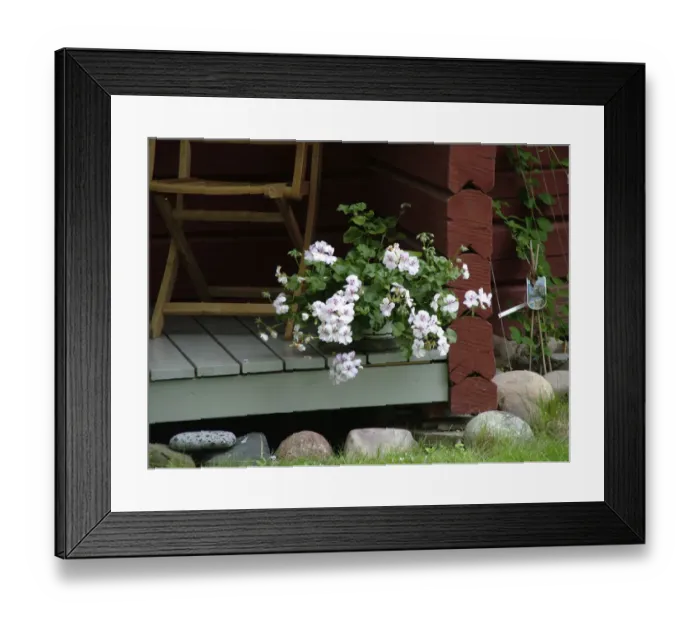Framed Print : Trailing pelargonium on porch step of Swedish wooden summer cottage credit: Marie-Louise Framed Print : Trailing pelargonium on porch step of Swedish wooden summer cottage credit: Marie-Louise