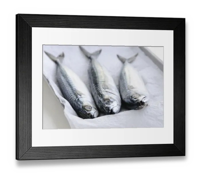 Framed Print : Three whole raw fresh mackerel credit: Marie-Louise Avery / thePictureKitchen / TopFoto Framed Print : Three whole raw fresh mackerel credit: Marie-Louise Avery / thePictureKitchen / TopFoto