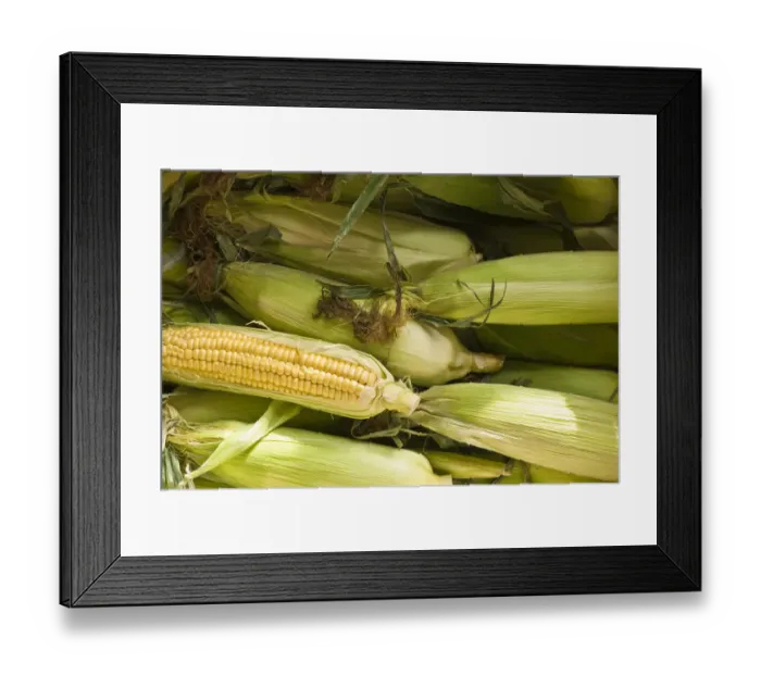 Framed Print : Fresh, whole sweetcorn in their husks credit: Marie-Louise Avery  /  thePictureKitchen