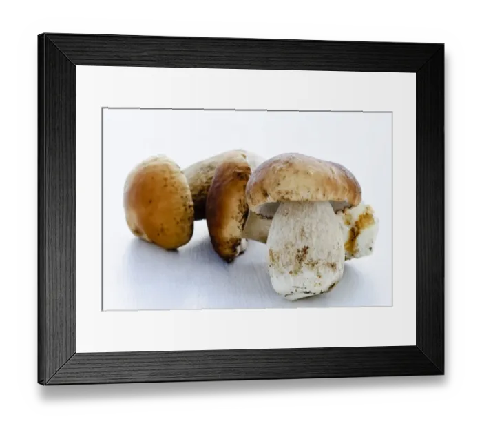 Framed Print : Fresh young porcini (Penny Bun) mushrooms on white background credit: Marie-Louise Framed Print : Fresh young porcini (Penny Bun) mushrooms on white background credit: Marie-Louise