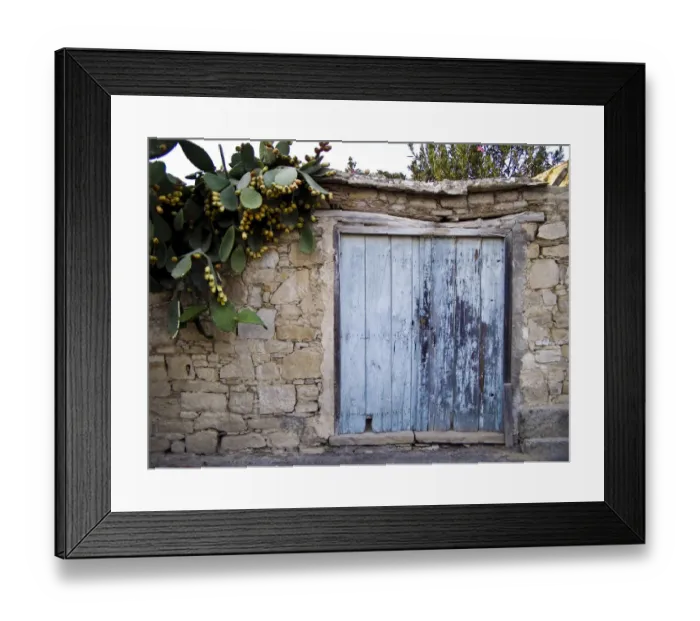 Framed Print : Prickly pear plant with profusion of fruit credit: Marie-Louise Avery  /  thePictureKitchen