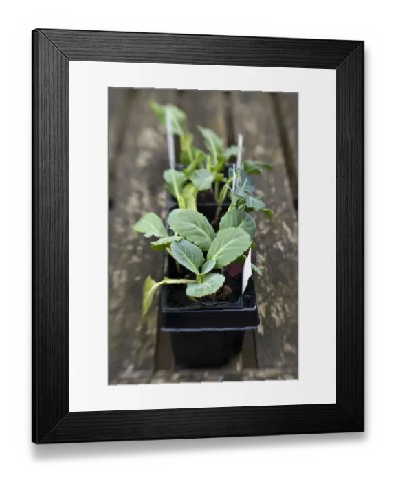 Framed Print : Mixed brassica seedling in compost waiting to be planted in vegetable plot. credit Framed Print : Mixed brassica seedling in compost waiting to be planted in vegetable plot. credit