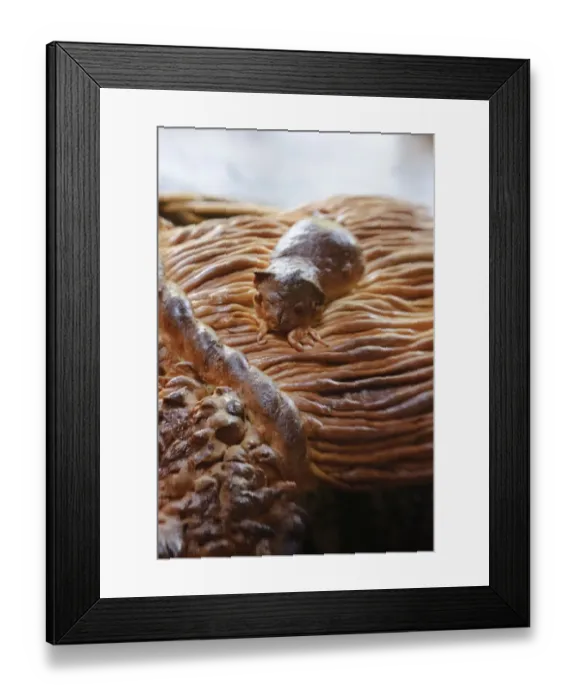 Framed Print : Decorative loaf in shape of sheaf of wheat with mouse for harvest festival credit Framed Print : Decorative loaf in shape of sheaf of wheat with mouse for harvest festival credit