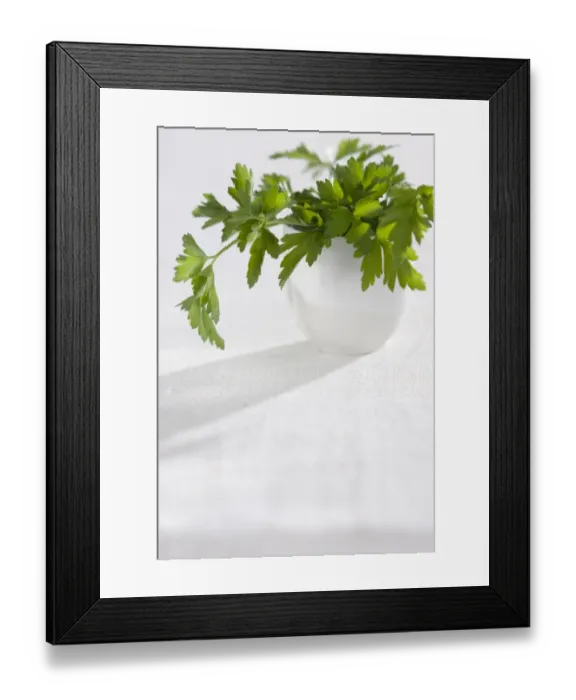 Framed Print : Bunch of flat parsley in small ceramic cup credit: Marie-Louise Avery / thePictureKitchen Framed Print : Bunch of flat parsley in small ceramic cup credit: Marie-Louise Avery / thePictureKitchen