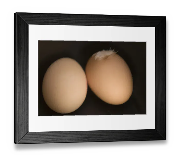 Framed Print : Two brown eggs on black background with feather credit: Marie-Louise Avery / thePictureKitchen Framed Print : Two brown eggs on black background with feather credit: Marie-Louise Avery / thePictureKitchen