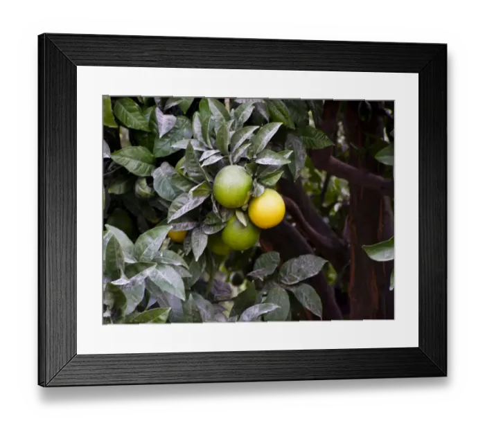Framed Print : Oranges ripening on the trees in southern Cyprus. credit: Marie-Louise Avery  / 