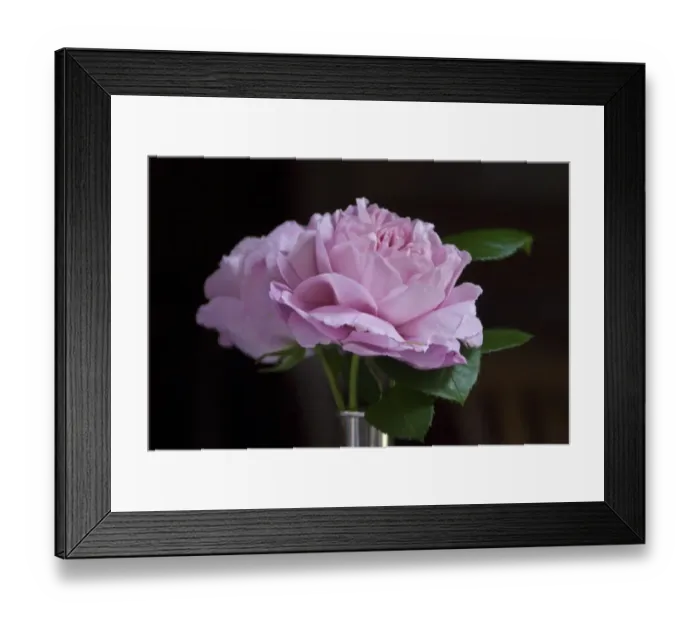 Framed Print : Pink garden rose against dark background indoors in silver vase credit: Marie-Louise Framed Print : Pink garden rose against dark background indoors in silver vase credit: Marie-Louise