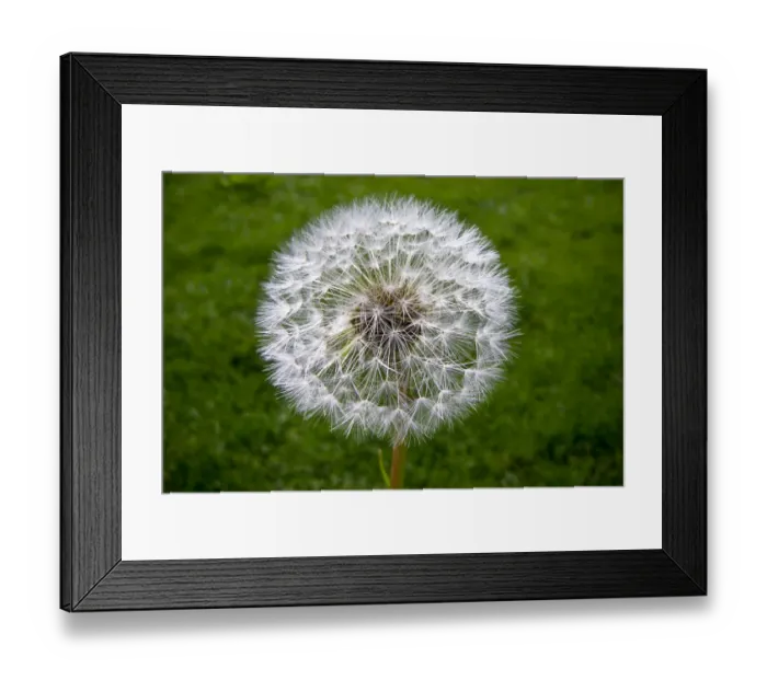 Framed Print : Dandelion seedhead (clock) against green grass credit: Marie-Louise Avery / thePictureKitchen Framed Print : Dandelion seedhead (clock) against green grass credit: Marie-Louise Avery / thePictureKitchen
