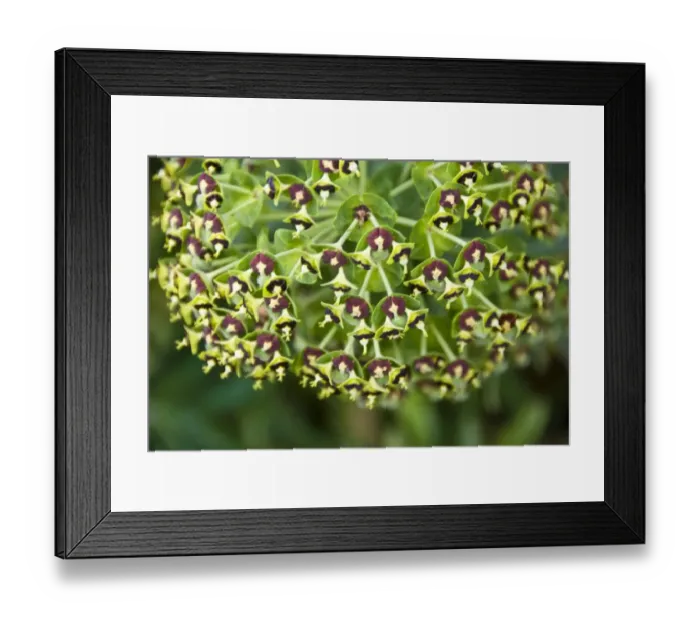 Framed Print : The large mediterranean spurge, Euphorbia characias in close up credit: Marie-Louise